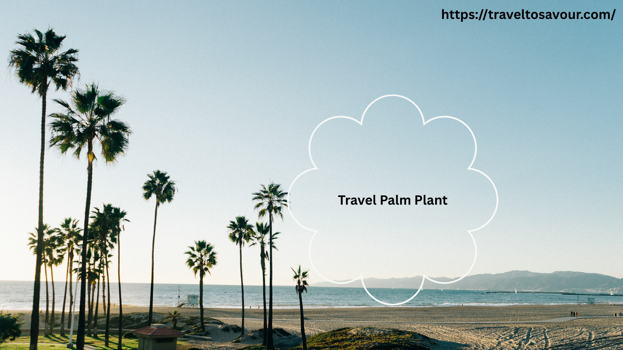 Travel Palm Plant: The Complete Guide to Care, Growth, and Benefits